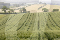 Field of Barley and rolling countryside at West Marton near Skipton, North Yorkshire, UK