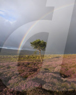Rainbow and lone tree with colourful heather above the village of Fremington, Swaledale, Yorkshire Dales, North Yorkshire, England, United Kingdom, Europe