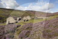Colourful Heather and the ruins of a Lead smelting mill at Surrender Bridge, Swaledale, Yorkshire Dales, North Yorkshire, UK