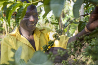 A young boy checks his coffee plant.