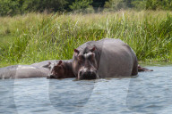 An adult and baby hippo in the shallows near the bank of the river Nile.
