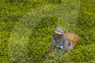 A tea picker picking tea in the South of Rwanda.