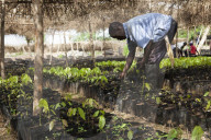 A man tends to small cocoa trees at a cocoa nursery in Ghana.