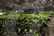 A man tends to small cocoa trees at a cocoa nursery in Ghana.