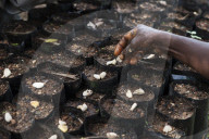 Cocoa beans being planted at a cocoa nursery in Ghana.