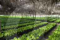 Small cocoa trees at a cocoa nursery in Ghana.
