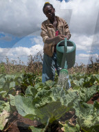 A young girl waters a field of cabbages using a watering can.