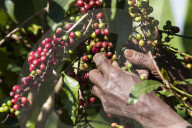 A man picks some red coffee beans from a coffee plant.