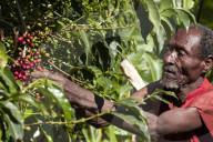 A man picks some red coffee beans from a coffee plant.