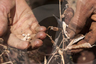 A male farmer examines his failed crop.