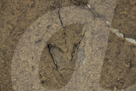 Dinosaur foot prints in the rock on the moutains behind Morija Guest house in Lesotho.