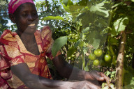 A female farmer looks after her tomato plant.