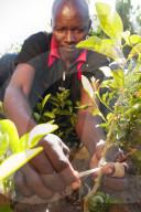 A male farmer grafting orange and lemon trees.
