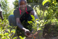 A male farmer grafting orange and lemon trees.
