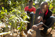 A male farmer grafting orange and lemon trees.