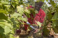 A female farmer harvests an aubergine, otherwise known as eggplant, using a knife.