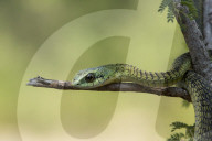 Boomslang, 'Tree Snake' (Dispholidus typus), Hoedspruit, Greater Kruger, South Africa.