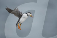 Arctic Tern (Sterna paradisaea) with cloudy sky flying over Inner Farne, The Farne Islands, Northumberland.