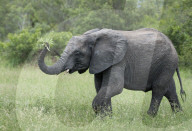 Female Elephant (Loxodonta africana) holding foliage in her trunk in Sabi Sands, Greater Kruger, South Africa.