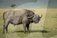 Lone Male Cape Buffalo (Syncerus caffer) in the Masai Mara, Kenya.