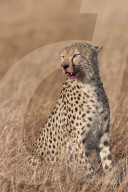 Male Cheetah (Acinonyx jubatus), mouth stained with blood from feeding. Lemek Conservancy, Masai Mara, Kenya.