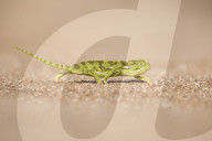 Flap Neck Chameleon (Chamaeleo dilepis) crossing a track in Sabi Sands, Greater Kruger, South Africa.