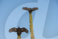 Turkey vultures on Cardon cacti, morning warm-up, San Ignacio, Baja California, Mexico
