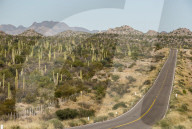 Cardon cacti by main road down Baja California, near Loreto, Mexico