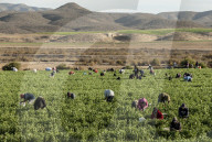 Picking beans, El Rosario, Baja California, Mexico