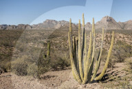 Cardon cactus, near Loreto, Baja California, Mexico