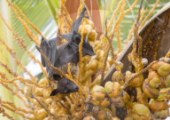 Fruit bat in palm tree, Dhuni Kolhu, Baa Atoll, Republic of Maldives, Indian Ocean