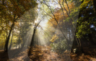 Sunbeams bursting through misty autumnal woodland, Limpsfield Chart, Oxted, Surrey, United Kingdom