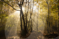 Sunbeams bursting through misty autumnal woodland, Limpsfield Chart, Oxted, Surrey, United Kingdom