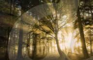 Sunbeams bursting through misty autumnal woodland, Limpsfield Chart, Oxted, Surrey, United Kingdom