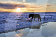 Icelandic horse in snow covered winter landscape at sunset, near Seljalandsfoss Waterfall, South Iceland