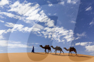 Camels being led over dunes of the Erg Chebbi sand sea, part of the Sahara Desert near Merzouga, Morocco
