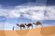 Camels being led over dunes of the Erg Chebbi sand sea, part of the Sahara Desert near Merzouga, Morocco