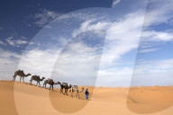 Camels being led over dunes of the Erg Chebbi sand sea, part of the Sahara Desert near Merzouga, Morocco