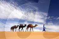 Camels being led over dunes of the Erg Chebbi sand sea, part of the Sahara Desert near Merzouga, Morocco