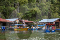 Mangrove safari, Langkawi. Boats stop for tourists to visit a fish farm and handle horseshoe crabs.
