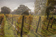 Chapel Down Winery