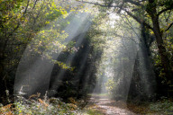 Autumn forest path, Surrey, England, United Kingdom, Europe