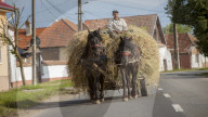 Village life near Sighisoara_Farmer bring hay in using horse and cart