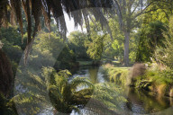 View along the palm-fringed Avon River in Christchurch Botanic Gardens, Christchurch, Canterbury, South Island, New Zealand, Pacific