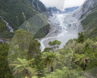 View to the Fox Glacier from the Chalet Lookout Track, Fox Glacier, Westland Tai Poutini National Park, UNESCO World Heritage Site, West Coast, South Island, New Zealand, Pacific