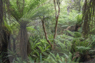 Ferns growing in temperate rainforest, Purakaunui, near Owaka, Catlins Conservation Area, Clutha district, Otago, South Island, New Zealand, Pacific
