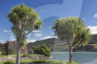 Cabbage trees (Cordyline australis) growing beside Otago Harbour, Macandrew Bay, near Dunedin, Otago, South Island, New Zealand, Pacific