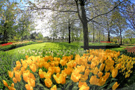 Keukenhof near Lisse, South Holland, Netherlands