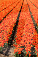 Keukenhof near Lisse, South Holland, Netherlands
