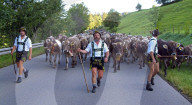 Viehscheid, the Annual Driving down of the Cattle from the Summer Mountain Pastures into the Valley, SchÃ¶llang, Allgaeu